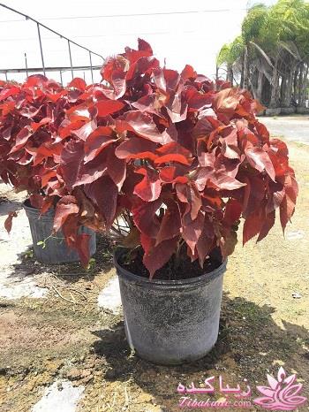 گیاهان آپارتمانی 